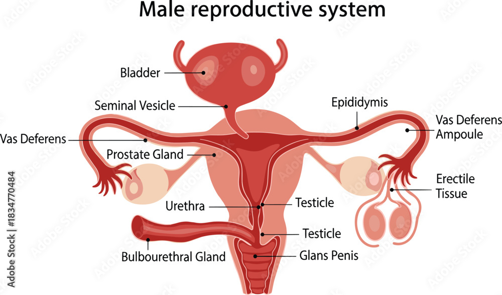 Obraz premium Detailed Male Reproductive System Anatomy Diagram, Showing Essential Organs Including Bladder, Prostate Gland, Testicles, and Vas Deferens for Medical Education.