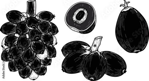 Black and White Botanical Illustration of Clustered Grapes and Fruits