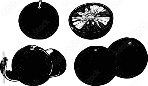 Black and White Illustration of Citrus Fruits with Whole and Halved Oranges