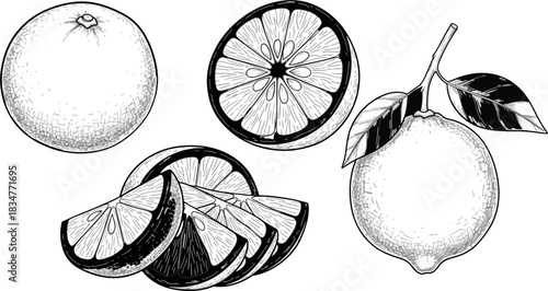 Black and White Illustration of Whole and Sliced Citrus Fruits with Leaves