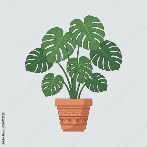 A Monstera plant in a decorative terracotta pot, suitable for adding a touch of nature to indoor spaces.