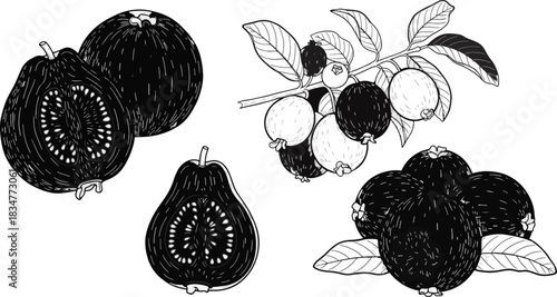 Black and White Illustration of Guava Fruit with Leaves and Branches