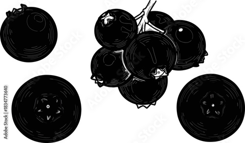 Hand-drawn Cluster of Fresh Blueberries with Two Individual Fruits on White Background