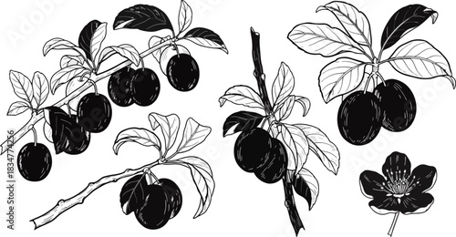 Black and White Illustration of Fruit Bearing Plant Branches with Blossom