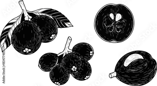 Black and White Illustration of Guava Fruit with Leaves and Sliced Half