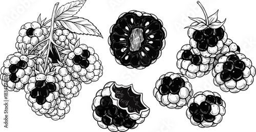Black and White Illustration of Raspberries with Leaf and Halved Berries