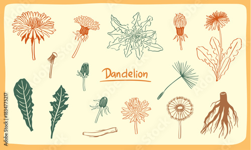 dandelion flowers part elements sketch illustration set - flower, leaf, root