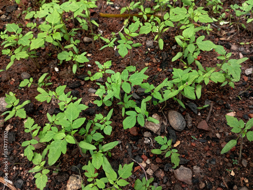 Many young tomato seedlings plants in black soil at backyard garden. Tomato plant at the seedling stage. Initial, beginning phase process of tomatoes growing. Ready for replanting.