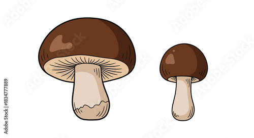 A simple and cute cartoon illustration of two brown shiitake mushrooms of different sizes isolated on a white background.jpg