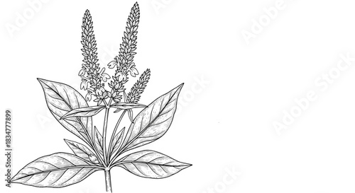 A highly detailed hand-drawn botanical ink illustration of the Adhatoda vasica medicinal plant isolated on a white background.jpg