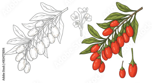 Detailed botanical vector illustration of a Goji berry branch with red fruits leaves and flowers in color and line art versions.jpg