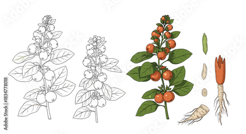 Botanical illustration of the Ashwagandha plant showing colored and line art versions with roots leaves berries and flowers.jpg