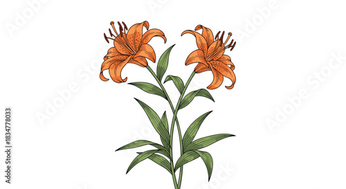 Beautiful botanical illustration of an orange tiger lily flower with green leaves and stems in a vintage hand-drawn style.jpg