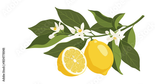 Fresh and vibrant vector illustration of a lemon branch with a whole fruit a half lemon white blossoms and green leaves.jpg