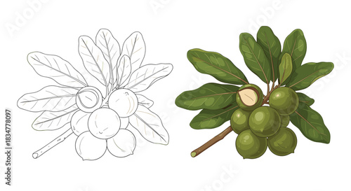 Detailed botanical illustration of a macadamia nut branch with leaves and nuts shown in both full color and line art versions.jpg