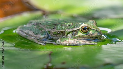 Frog on Lily Pad