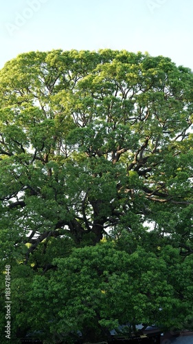 The old temple buildings and garden view in Japan