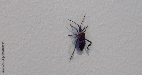 Western Conifer Seed Bug, Leptoglossus occidentalis, crawling slowly up a vertical wall.