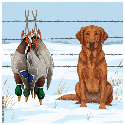 Red fox labrador hunting dog sitting in the snow next to three ducks hanging on barbed wire