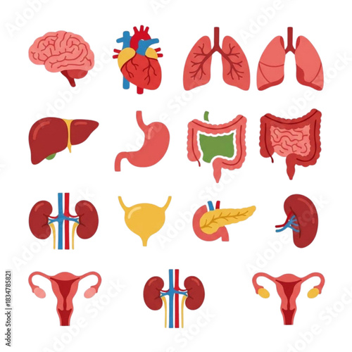 Anatomy in Color: A Comprehensive, Modern Vector Illustration Set of Human Organs and Internal Systems for Education and Design