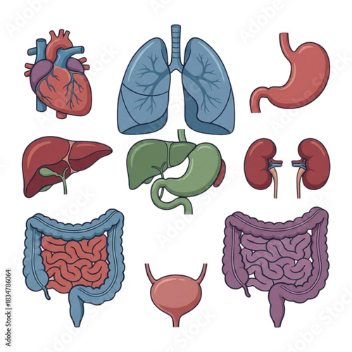 Complete set of human internal organs vector illustrations