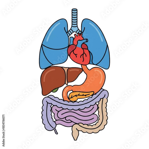 Central Thoracoabdominal Anatomy: Respiratory to Digestive Systems
