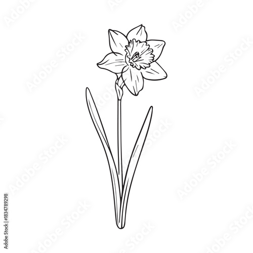 One continuous line illustration of an orchid flower, isolated on white background.