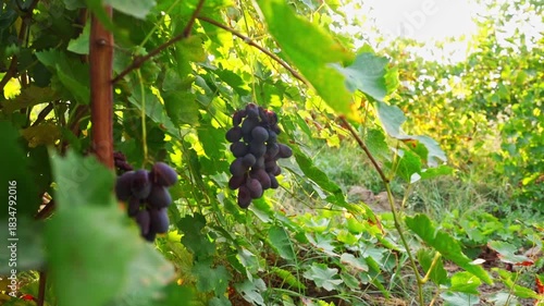 Close-up video camera moving to hanging bunches of ripe grapes of red grape varieties with optical flares. Natural plant nutrient products, raw materials for production of substances and beverages