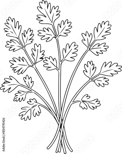Fresh fragrant parsley herb vector line drawing for cooking and culinary ingredient illustrations