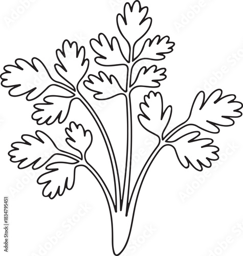 Fresh green parsley herb plant vector outline illustration for cooking and healthy eating concepts