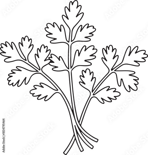Fresh parsley sprigs vector outline illustration of aromatic culinary herb for cooking ingredients