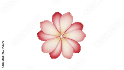 Elegant soft pink and white flower with smooth gradient petals isolated on white background