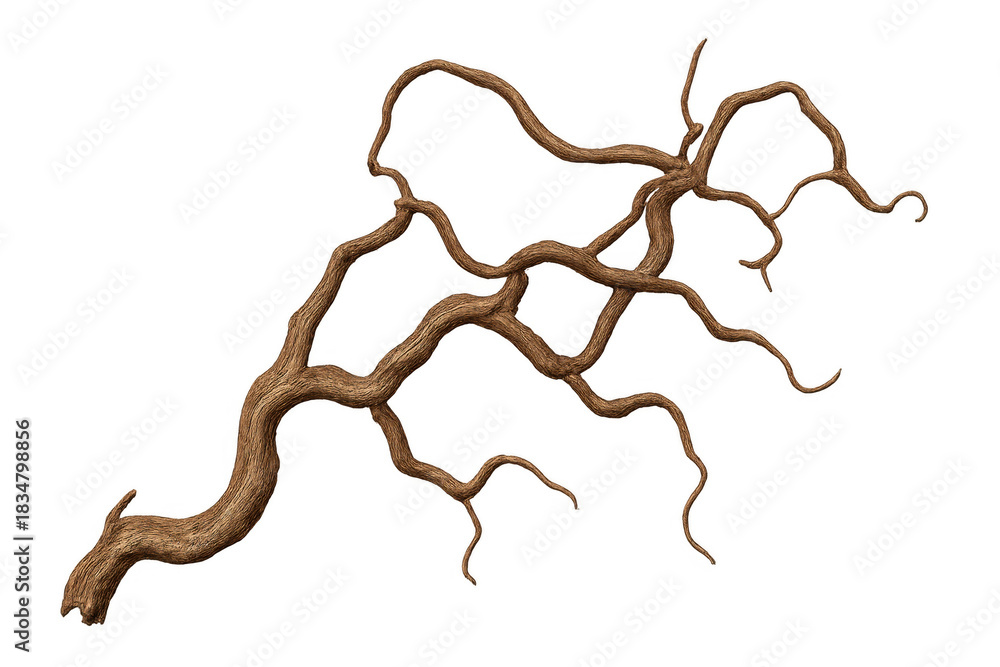 Fototapeta premium Twisted root or woody vine, a natural brown element with a complex branching pattern, isolated on a transparent background, perfect for design