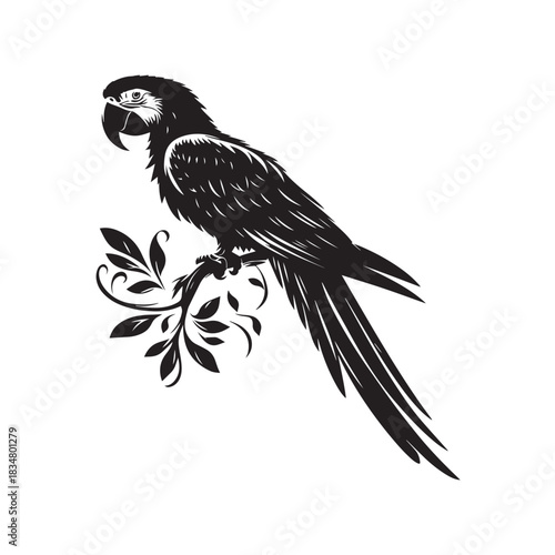 vector illustration of macaw