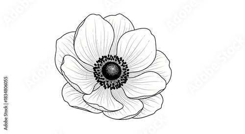Anemone flower digital art with detailed petals and geometric center detail using fine lines