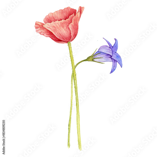 watercolor drawing flowers of red poppy and bell isolated at white background, wild flowering plants, hand drawn illustration