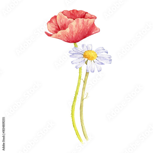watercolor drawing flowers of red poppy and daisy, chamomile isolated at white background, wild flowering plants, hand drawn illustration