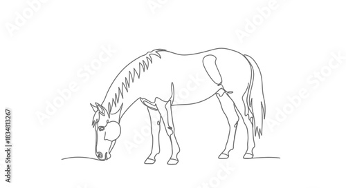 Elegant equine minimalist line drawing showcasing a horse grazing gracefully in a simple artistic