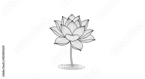 Elegant lotus flower illustration with intricate line work suitable for design elements or