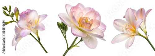 Beautiful pink and orange freesia flowers are isolated on transparent background, Freesia png, Artistic watercolor freesia flowers, orange and white floral art, A collection of vibrant yellow and pink