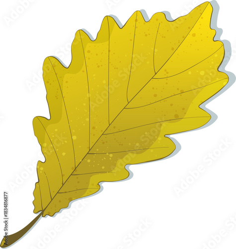 Hand-drawn yellow colored autumn withered oak leaf isolated on white background. 
