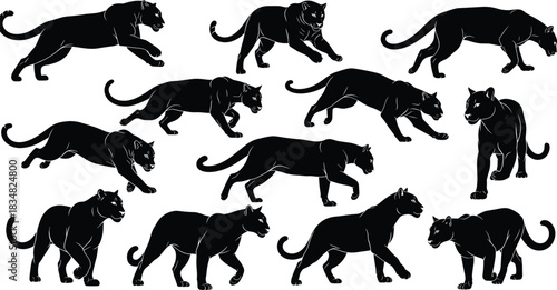 Black panther and jaguar silhouette vector collection, set of large wild cats walking, running, stalking, and prowling in various hunting poses, isolated animal illustrations on white background.