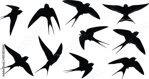 Black silhouette vector illustration of flying swallows, martins, and swifts in dynamic various poses, capturing elegance and freedom of flight, isolated white background.