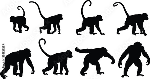 Primate silhouettes, monkey evolution, tail shapes, species comparison, black vector, animal anatomy, zoology chart, wildlife icon, educational illustration