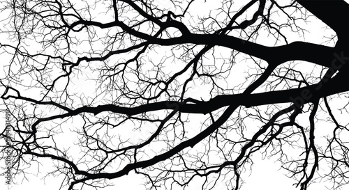 Tree branch silhouette, bare oak limbs, winter forest shadow, spooky nature outline, detailed wooden stems, dark tree edges, Adobe Stock SEO asset, high contrast vector design