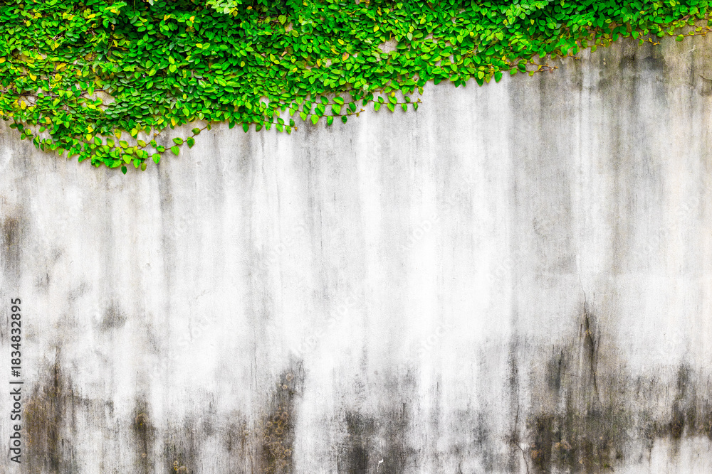 Naklejka premium Vibrant green ivy on weathered concrete wall