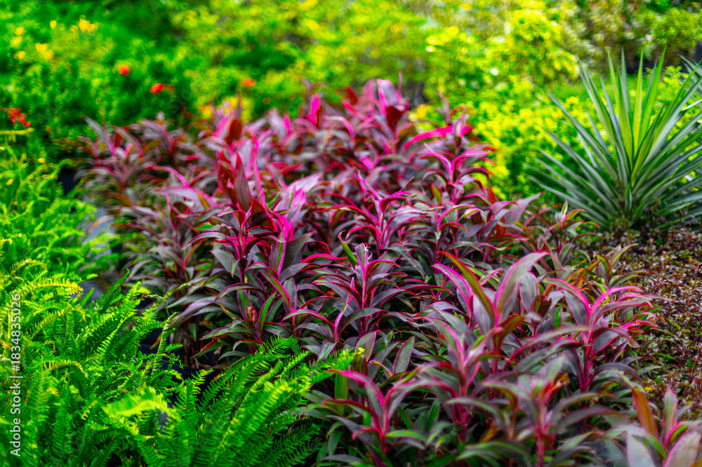 Obraz premium Vibrant tropical garden with lush red and green foliage