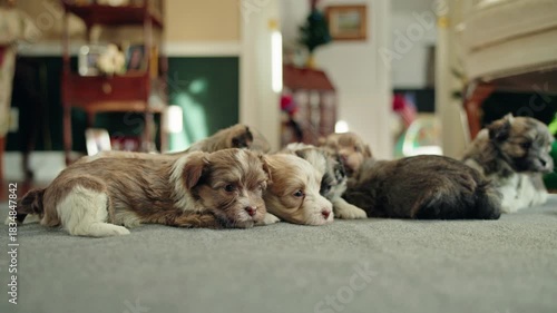 Group of small brown and white puppies resting closely together on a soft indoor carpet in warm natural light.