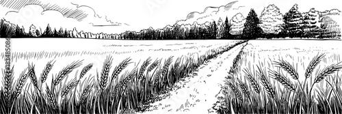 A dirt path cutting through a wheat field toward a distant forest, ideal for themes of nature, farming, and landscape art.