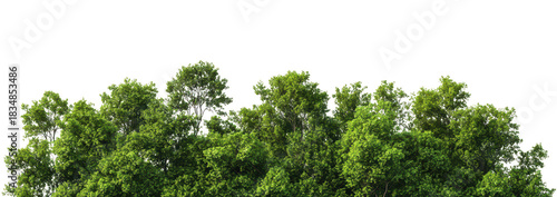 Lush green treetops of a dense forest under a clear blue sky. foliage and natural beauty. ideal for promoting outdoor activities and nature conservation